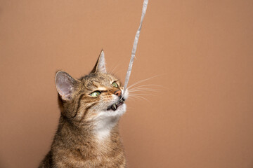 Tabby shorthair cat playing chewing on paper string showing teeth on light brown background with...