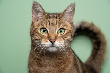 green eyed golden brown tabby cat looking at camera portrait on green background with bent tail