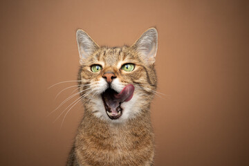 hungry green eyed tabby cat with mouth open licking lips waiting for food tone on tone portrait on brown background - obrazy, fototapety, plakaty