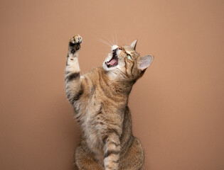 aggressive looking brown tabby cat raising paw looking up with mouth open on light brown background...