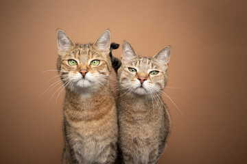 Fototapeta na wymiar two brown tabby cat siblings standing side by side looking at camera tone on tone portrait on brown background with copy space