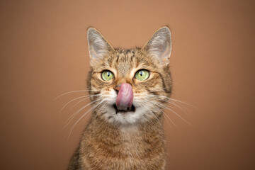 hungry green eyed tabby cat licking lips waiting for food tone on tone portrait on brown background