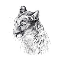 Cougar head drawing