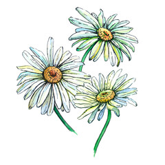 Watercolor drawing bouquet of daisies