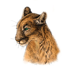 Colored portrait of a cougar