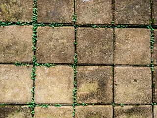 square tiles with small plants in between
