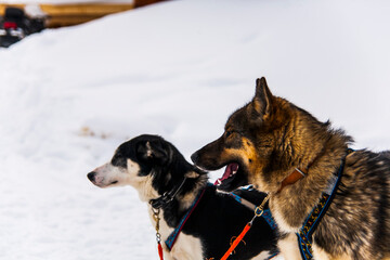 Dog sledding in Lofoten Islands, Northern Norway.