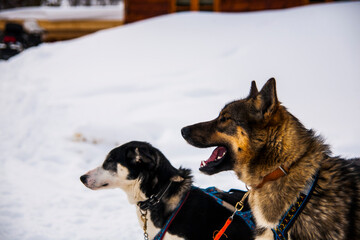 Dog sledding in Lofoten Islands, Northern Norway.