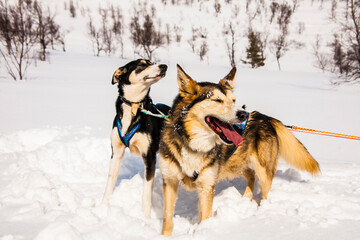 Dog sledding in Lofoten Islands, Northern Norway.