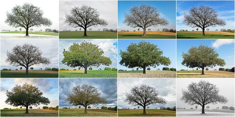 Baum von Januar bis Dezember