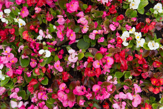 begonia semperflorens with pink, red, white flowers and green leaves beautiful filled frame wallpaper background 