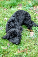 Black Cockerpoo Portrait