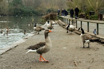 Geese in Kelsey Park, Beckenham