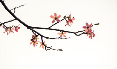 The beautiful Gossypium brasiliense Macfadyen or Brazil kapok and black branches stretch are isolated on white background , look like a Chinese flower ink painting