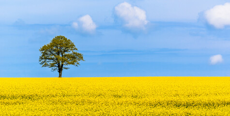 Fototapeta na wymiar Rapeseed field, tree and sky horizon. Yellow blooming oilseed rape flowers. Nature panorama landscape at spring.