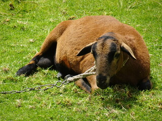 [Peru] Brown goat sitting on the lawn (Arequipa)