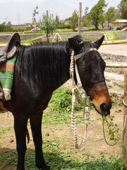 [Peru] Horses eating grass (Arequipa)