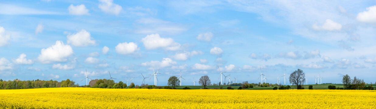 Windmill farm in Poland. Wind park and rapeseed field, panorama.