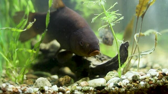 Tench - Tinca tinca close up in detail