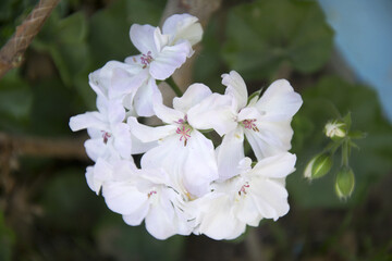 tree blossom