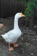A big white duck walks in the garden.