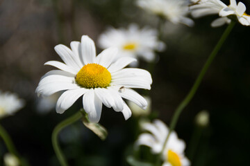 Daisy