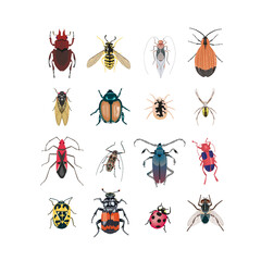 Vector set of various beetles isolated on a white background.Printing on clothes with insects.