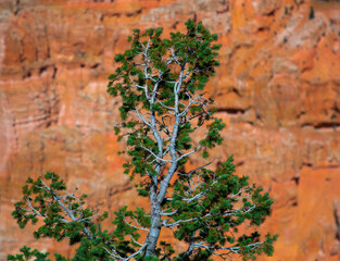 Bryce Canyon panorama in the US