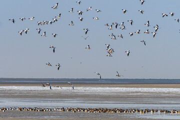 Stationnements de Tadornes de Belon en baie de Somme lors d'une vague de froid