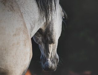 Portrait of a white horse over a black background. Horse's head Close up, detail