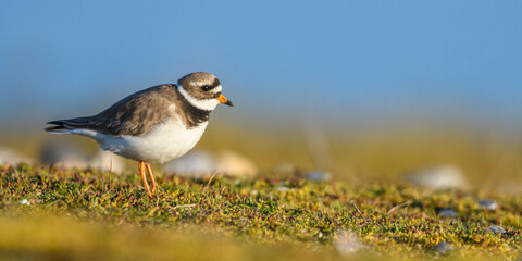 Grand Gravelot, Pluvier grand-gravelot (Charadrius hiaticula, Common Ringed Plover)