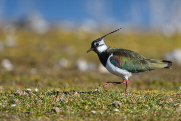 Vanneau huppé (Vanellus vanellus - Northern Lapwing) © Alonbou