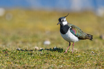 Vanneau huppé (Vanellus vanellus - Northern Lapwing)