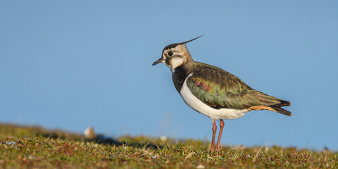 Vanneau huppé (Vanellus vanellus - Northern Lapwing)