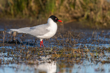 Mouette mélanocéphale (Ichthyaetus melanocephalus - Mediterranean Gull)