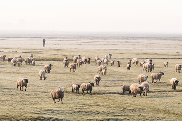 Fototapeta premium Les moutons d'estran dans la brume en baie de Somme