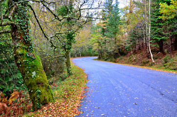 Albergaria forest in autumn in the Peneda Ger&ecirc;s National Park, Portugal