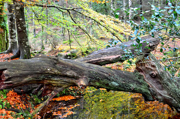 Albergaria forest in autumn in the Peneda Gerês National Park, Portugal