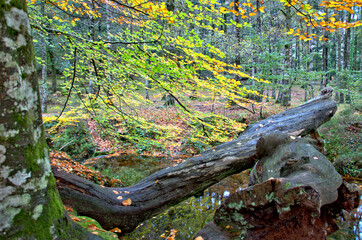 Albergaria forest in autumn in the Peneda Gerês National Park, Portugal