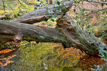 Albergaria forest in autumn in the Peneda Gerês National Park, Portugal