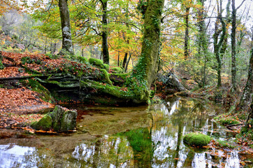 Albergaria forest in autumn in the Peneda Gerês National Park, Portugal