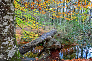 Albergaria forest in autumn in the Peneda Gerês National Park, Portugal