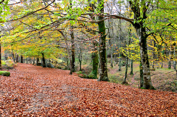 Albergaria forest in autumn in the Peneda Gerês National Park, Portugal