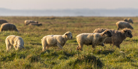 Les moutons d'estran dans la brume en baie de Somme