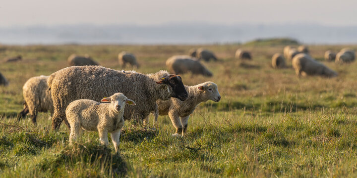 Les moutons d'estran dans la brume en baie de Somme