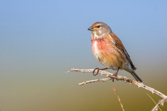 Linotte m&eacute;lodieuse (Linaria cannabina - Common Linnet)