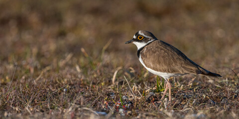 Petit Gravelot (Pluvier petit-gravelot, Charadrius dubius,  Little Ringed Plover)