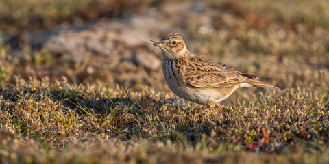 Alouette des champs (Alauda arvensis, Eurasian Skylark)