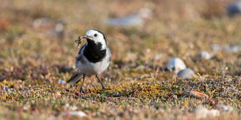 Bergeronnette grise (Motacilla alba - White Wagtail)