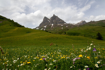 Alpenwiese am  großen Widderstein
